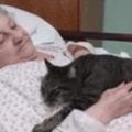 主人生病後住院一個月，貓咪再見主人的反應讓人鼻酸！