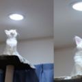 燈光下的白貓看起來就像是聖光護體，撞臉知名卡通角色而被日本網友狂推：「給我仙豆」！