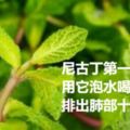 它是尼古丁第一剋星，每天用它泡水喝，幫你排出肺部十年煙毒