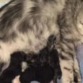 貓媽媽美顏盛世，懷孕2月後生了5隻小奶貓，看到其中一隻主人懵了