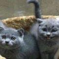 藍貓媽媽生了4隻小奶貓，主人看到其中一隻笑噴：這是基因突變？&貓奴們又憤怒了！繼楊穎後，袁詠儀也因喂貓喝牛奶被指沒腦子