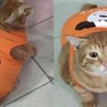 主人擔心橘貓會冷，給它買了件衣服，穿上後感覺哪裡不對勁！