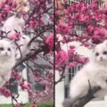 樹上長了2隻2萬塊錢的貓，美到路人紛紛拍照，網友：血槽已空