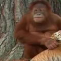 實拍：美國大猩猩給小老虎當媽，陪玩陪耍還會餵奶瓶，厲害了！