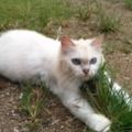 主人帶貓咪出門散步，它卻抱著一叢草不肯走，場面讓人哭笑不得！