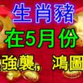 生肖豬在5月份，財運強襲，鴻圖大展