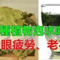 用這3種植物泡水喝，可緩解眼部疲勞。每週吃一次可防治眼睛近視、老花眼、眼睛疲勞，對肝腎不足引起的頭昏多淚也有效。