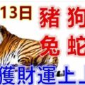 12月13日生肖運勢_豬、狗、羊大吉