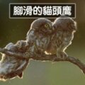 動物根本就天然派諧星　14張「出丑照」讓大家一路笑到過年