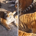 動物園老虎過年完「肥成橘球」　飼養員澄清：牠們只是虛胖啦～