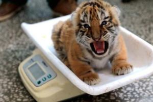 50多隻東北虎寶寶一出生就萌翻大家，尤其牠們不想量體重的「威猛表情」太有戲了！