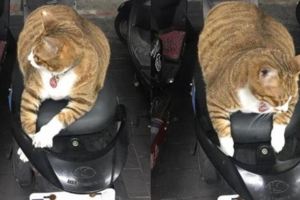 要騎車發現一隻走失的胖貓坐在我的座墊上，聯繫吊牌上的主人後他才說出胖貓走失的原因....聽完之後所有人都笑死ＸＤＤ