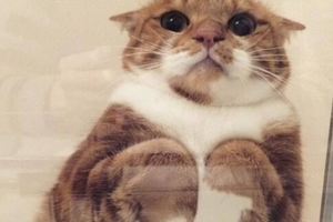 天氣冷了35隻貓貓開始「折手手」了~為什麼喵星人喜歡折手坐呢？