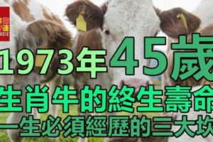 1973年45歲生肖牛的終生壽命，一生必須經歷的三大坎，老來暴富財源旺！