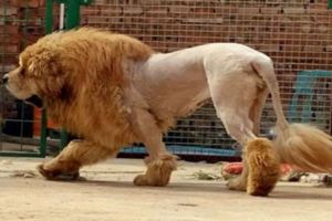 主人為藏獒剃了個獅子造型，沒想到卻傷害了他的自信心