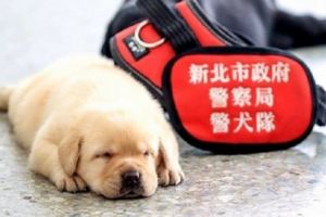 世大運最萌警犬「福星」紅到國外去，萬人粉絲IG妳Follow了嗎？