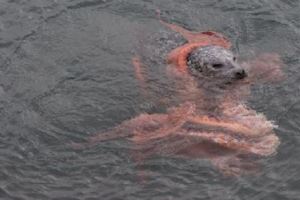 眼看「被章魚纏住的海豹」快要溺水，想出手相救下一秒才發現「真相」是……驚嚇到下巴關不上！