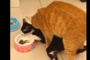 給橘貓吃的卻被黑貓搶了，沒想到橘貓竟直接上去：敢搶你橘哥的！