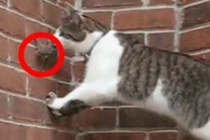 貓咪抓住小松鼠以為抓到老鼠，一直把玩令松鼠鼠生崩潰：你有能耐找我大哥袋鼠玩玩啊...