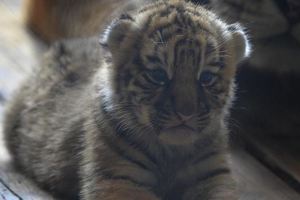 25隻萌萌虎降生，瀋陽動物園東北虎豐收了