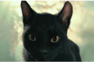 如果《妖貓傳》裡不是黑貓而是橘貓，我能吸上30年