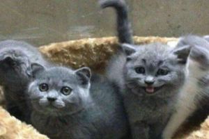 藍貓媽媽生了4隻小奶貓，主人看到其中一隻笑噴：這是基因突變？&貓奴們又憤怒了！繼楊穎後，袁詠儀也因喂貓喝牛奶被指沒腦子