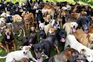 整個島嶼被狗佔領，「狗島」哥斯大黎加，900多條流浪狗的天堂