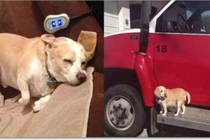 主人突然暈倒送去急救，救護車狂飆32公裡才發現狗狗竟然坐在車門踏板！拼了命也要陪主人！