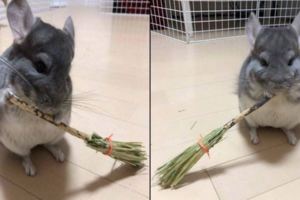 一隻愛打掃的龍貓，樣子好可愛，網友：這造型好獃萌！