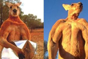 聽完這兩只澳洲最紅的袋鼠猛男故事，我10多年來幻想中袋鼠是很可愛討喜的形象瞬間破滅了！