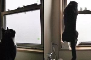麻雀窗前避雨，貓咪連忙上前招呼，麻雀：這雨咱不避了
