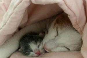 貓咪跑到床上生產，帶著小奶貓鑽在被窩裡，鏟屎官：那我睡哪？