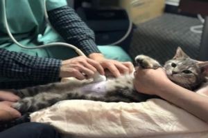 主人帶著准貓媽媽第一次做產檢，網友笑噴：這也太可愛了