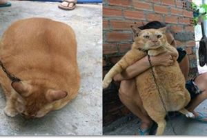 橘貓胖到超過20公斤被主人鏈在牆上！怕牠繼續亂吃笑翻網友：這貓肯定惹不起！