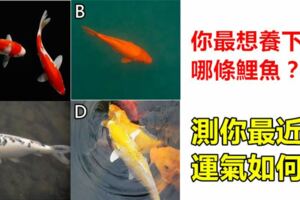 趣味測試：你最想養下面哪條鯉魚？測你最近的運氣如何？