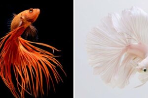 刷新大家對「鬥魚」的印象　泰攝影師用20年功力拍出超華麗「魚寫真」