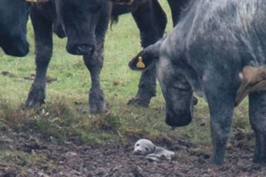 泥地裡露出一顆「白色的頭」　30隻野牛無措圍住：現在腫摸辦？
