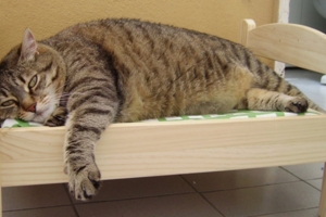 貓奴進貢IKEA小床給喵皇睡　下秒聽到「夢想破滅的聲音」崩潰：皇上饒命！