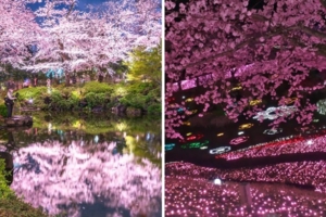 2019日本10大「賞夜櫻景點」　燈光一亮起來「浪漫到不想回家了」