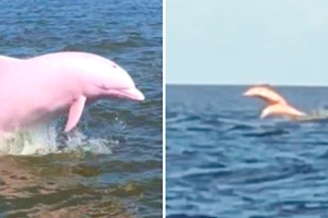 罕見「粉紅海豚」隔12年帶驚喜現身！　網目睹「迷你版」驚呼：全身都粉粉的～