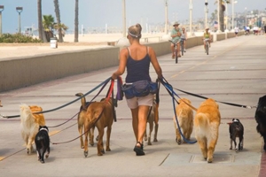 不帶狗狗去散步「飼主將被開罰」　澳洲提新法案：禁止忽略狗狗的感受