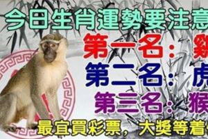 今天起生肖運勢要注意，第一名：雞。第二名：虎。第三名：猴，最宜買彩票，大獎等著你