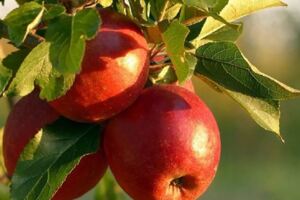 蘋果你只會生吃？這12種吃法讓你對「水果之王」拜服！