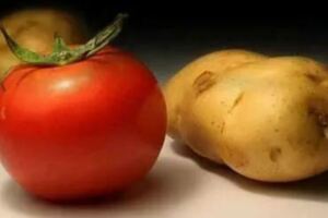 土豆和番茄一起吃，會產生鹽酸傷胃？闢謠：毫無道理，可以放心吃