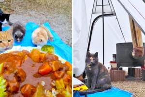 還不拜碼頭！露營遇上一群「山大王貓咪」　霸氣進帳篷：保護費交出乃！