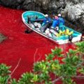 血色海灣再現：日本獵海豚傳統的生態悲歌