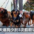 離婚也要爭寵物監護權！　10個各國最特別的「愛護動物法規」