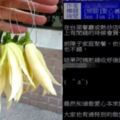 100元買人性！她善心買玉蘭花阿姨超狂回應：放佛祖那…讓網友全傻眼！