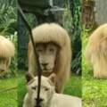 雄獅「齊瀏海」呆萌新髮型爆紅！　動物園：牠自己打理的
