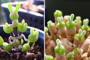 光看一眼就人生圓滿的「兔子耳朵」多肉植物，對鏡頭比「YA」讓網路線都融化了！
